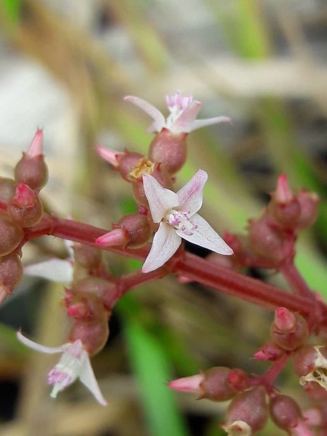Aciotis purpurascens 3