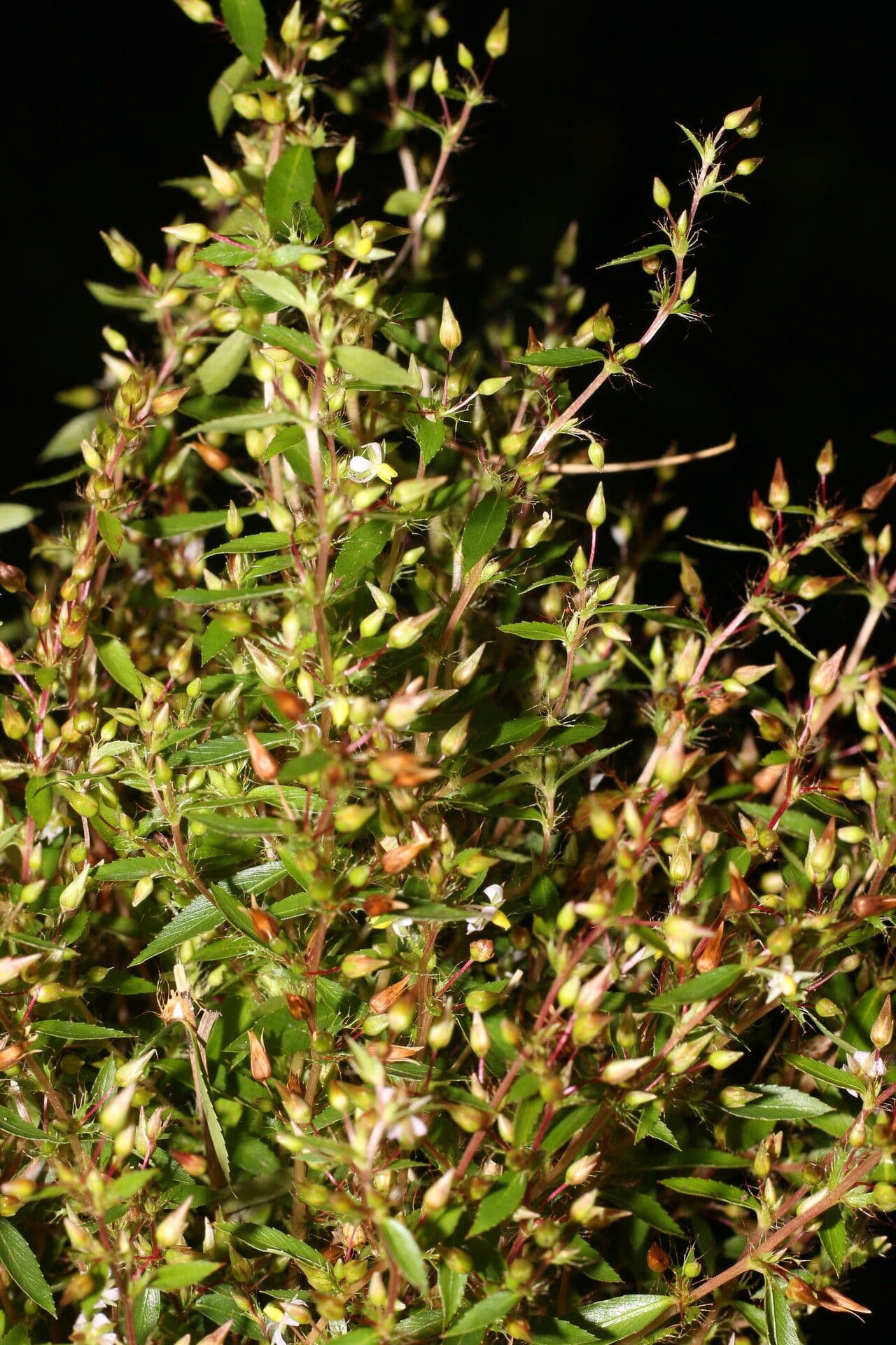 Sauvagesia 5