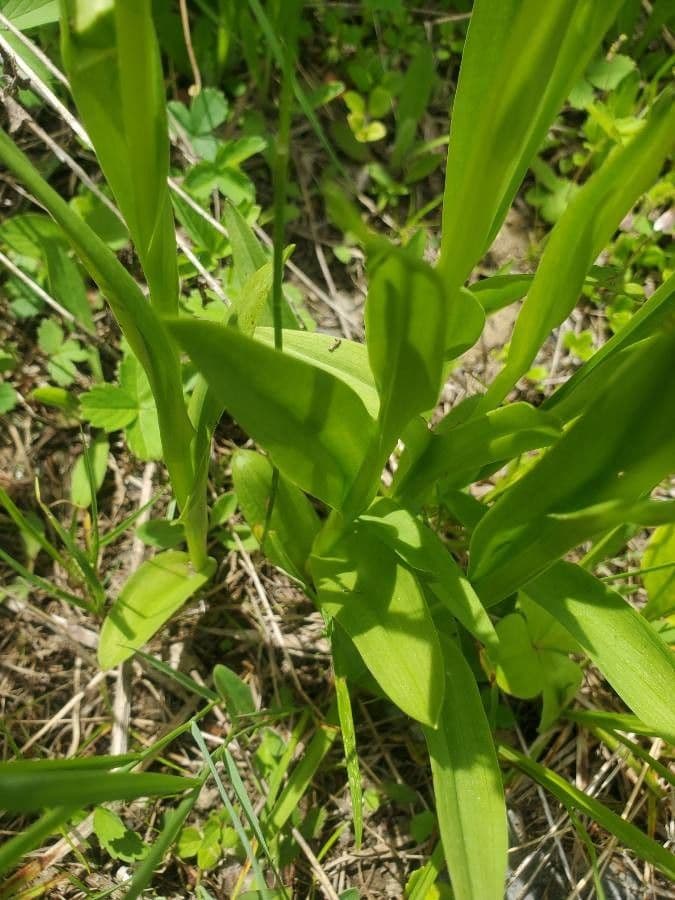 Platantera flava 10