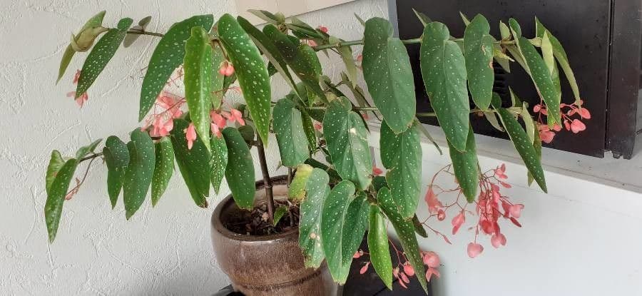Begonia 14