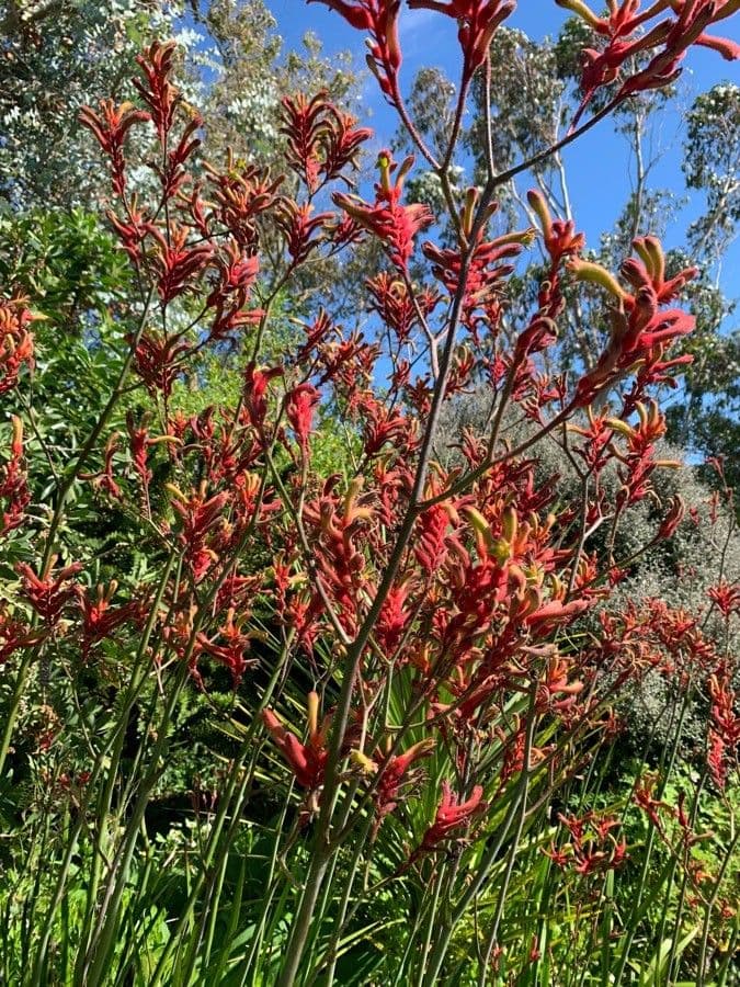 Anigozanthos