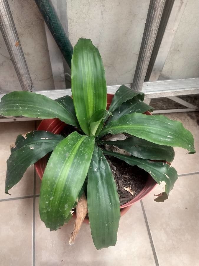Duftende Drachenbaum 9