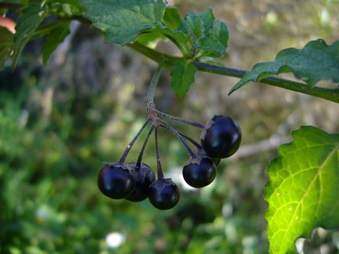 Solanum douglasii 4