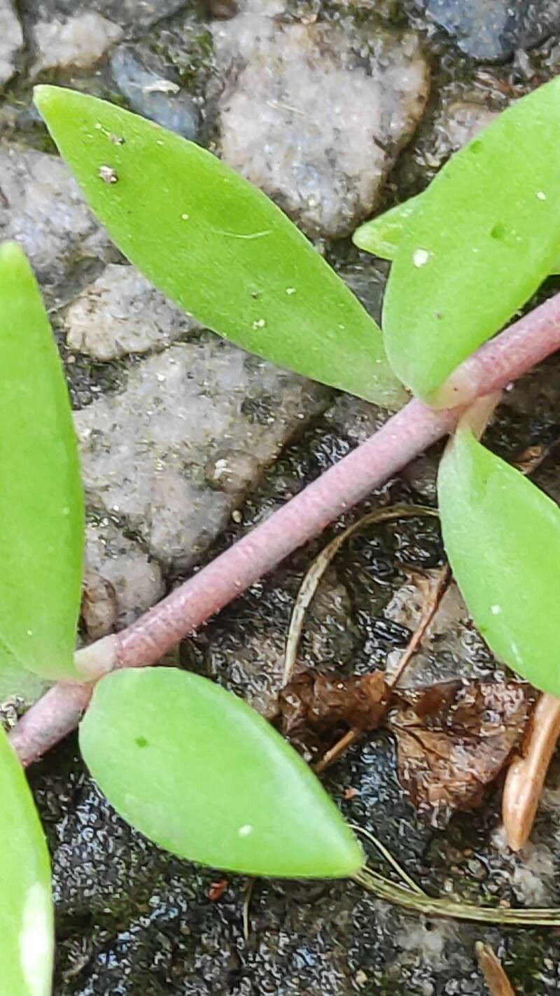 Rankender Mauerpfeffer 16