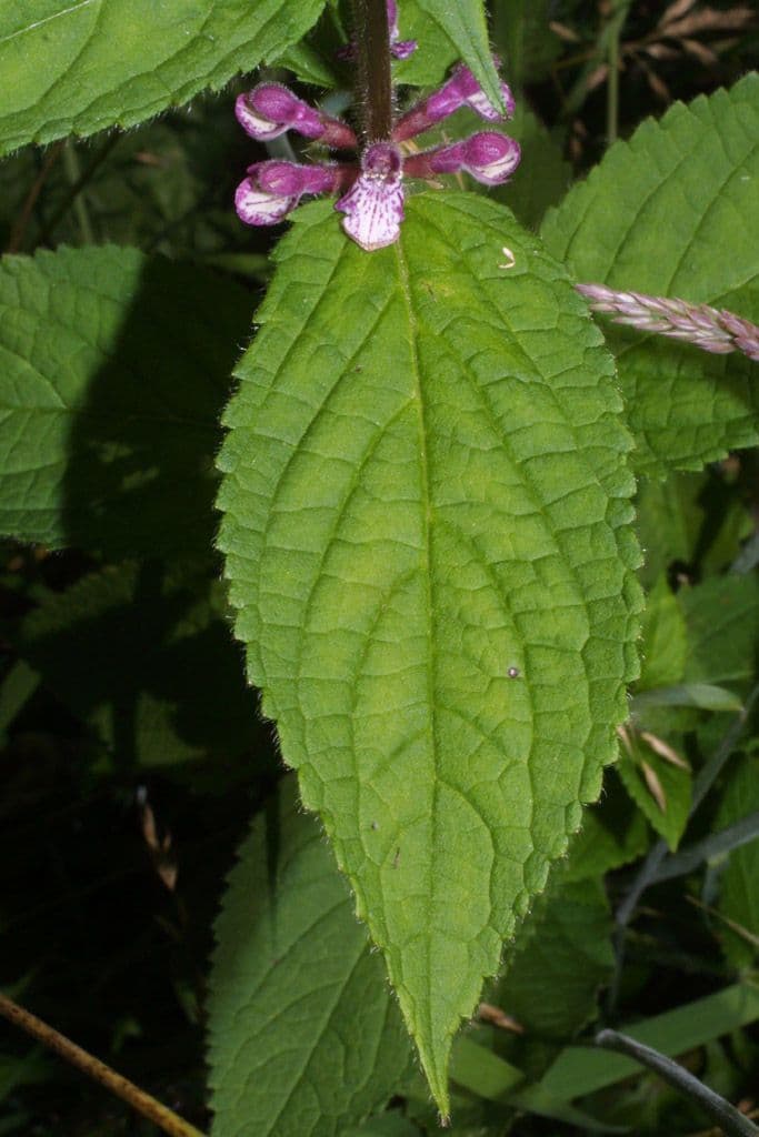 Stachys 4
