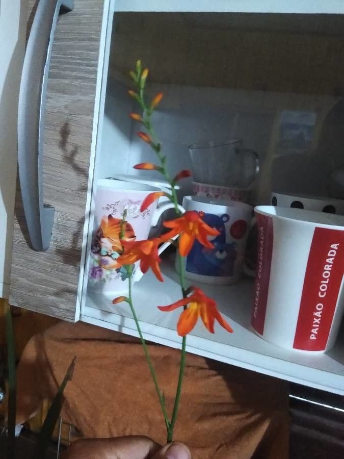 Crocosmia dorata 17
