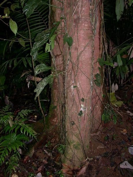 Pourouma bicolor 18