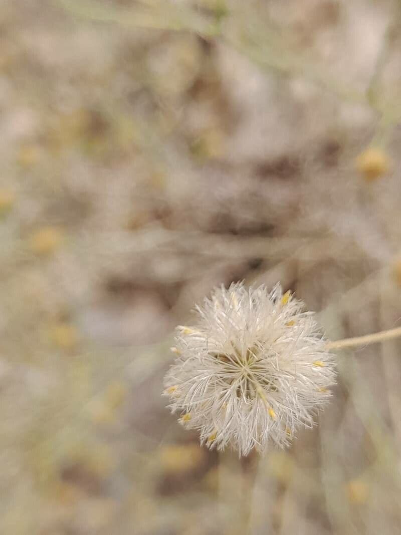Pulicaria 2