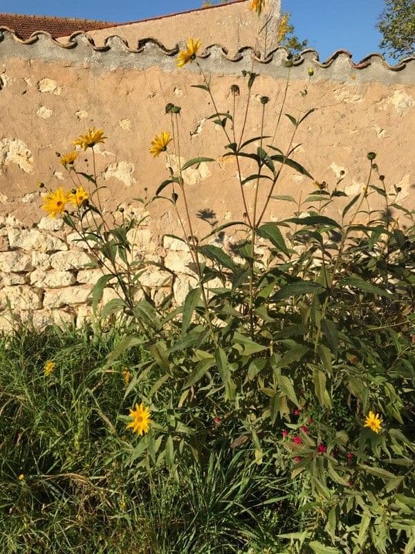 Slunečnice Maxmilianova 14