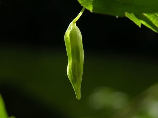 Erba impaziente 2