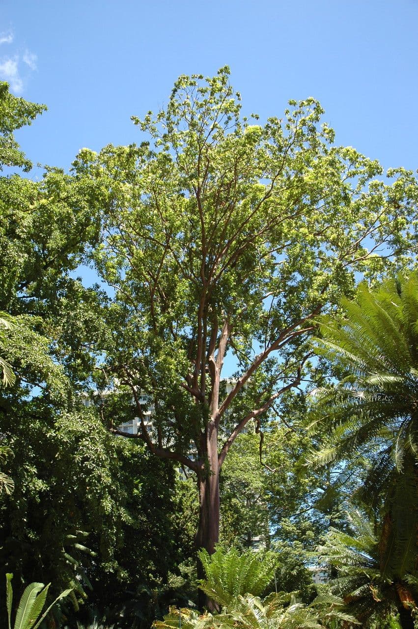 Eucalipto 3