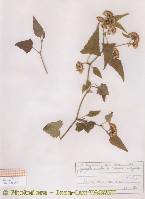 Starček 14
