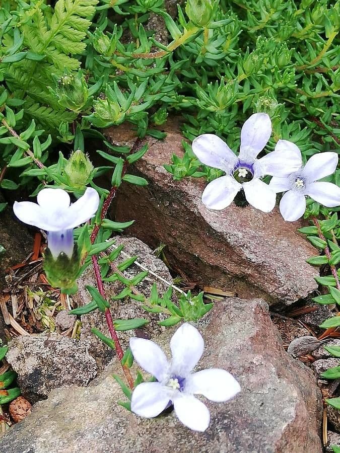 Cyananthus 2