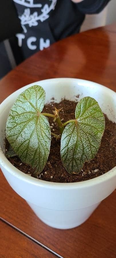 Begonia 7