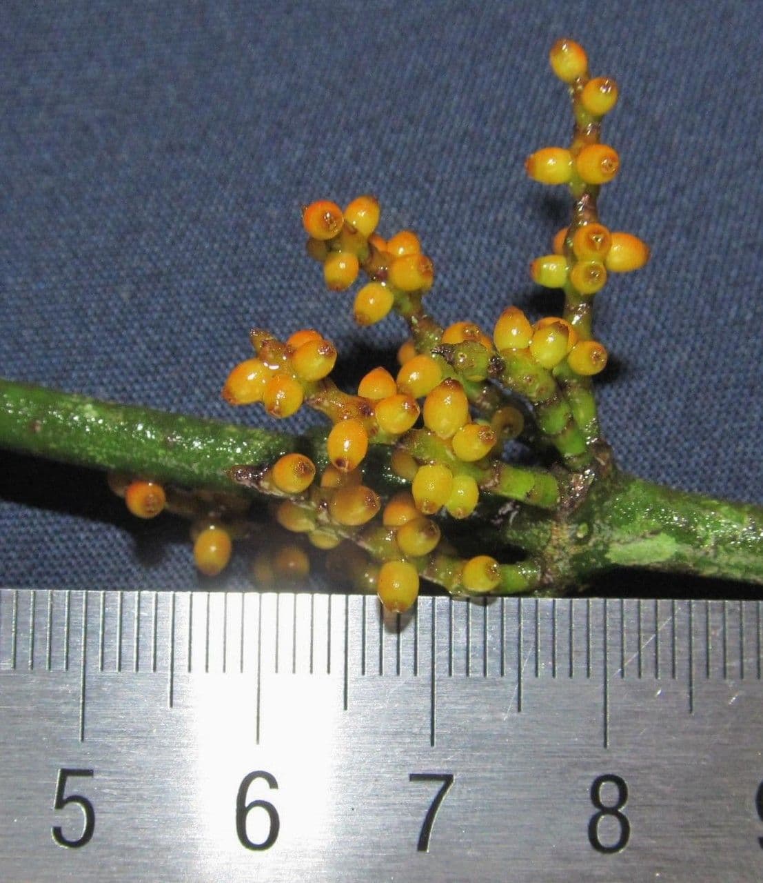 Phoradendron crassifolium 3