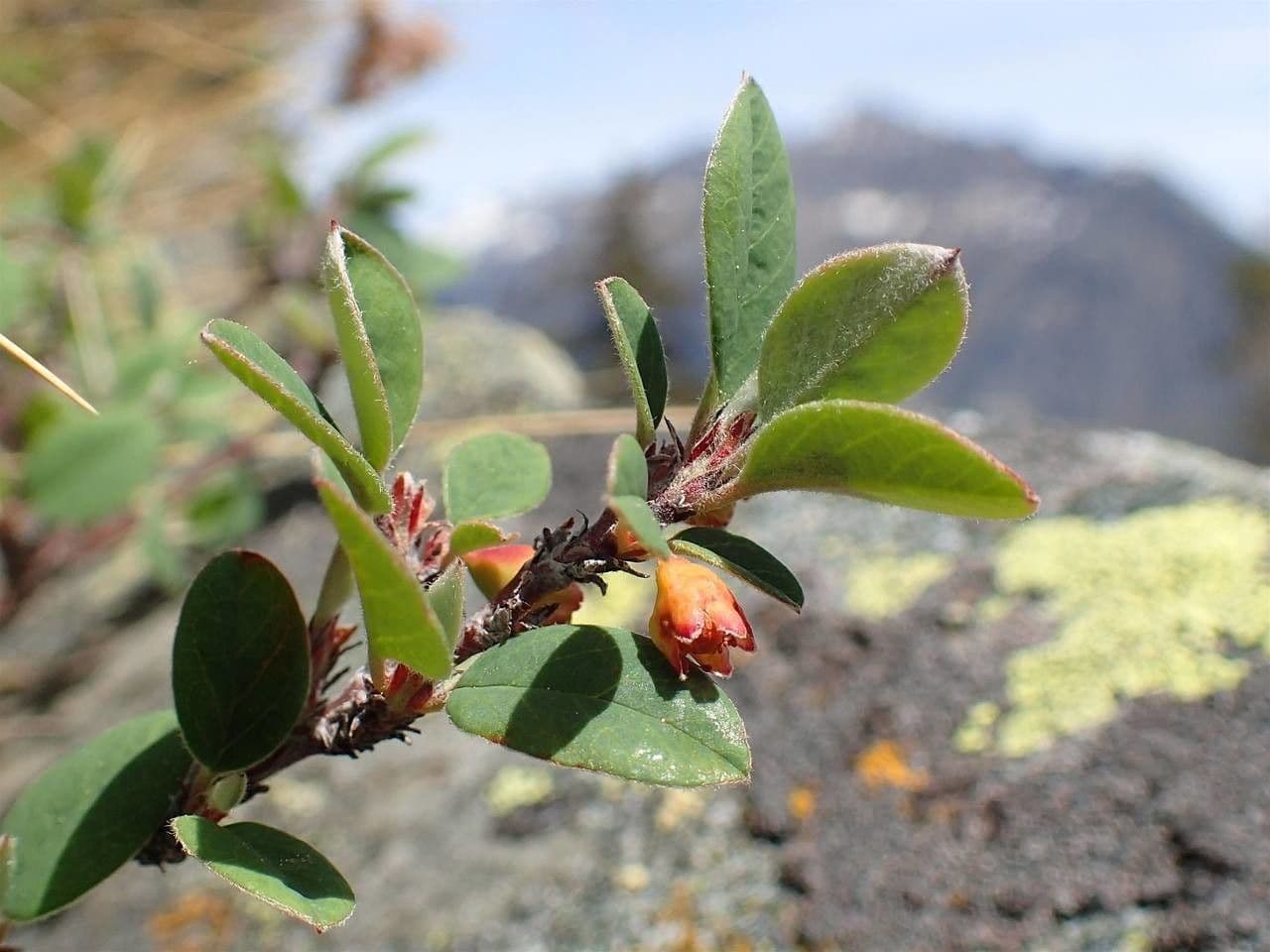 Cotonéaster commun 15