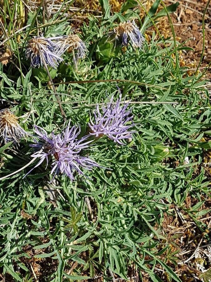 Sanftdistel 9