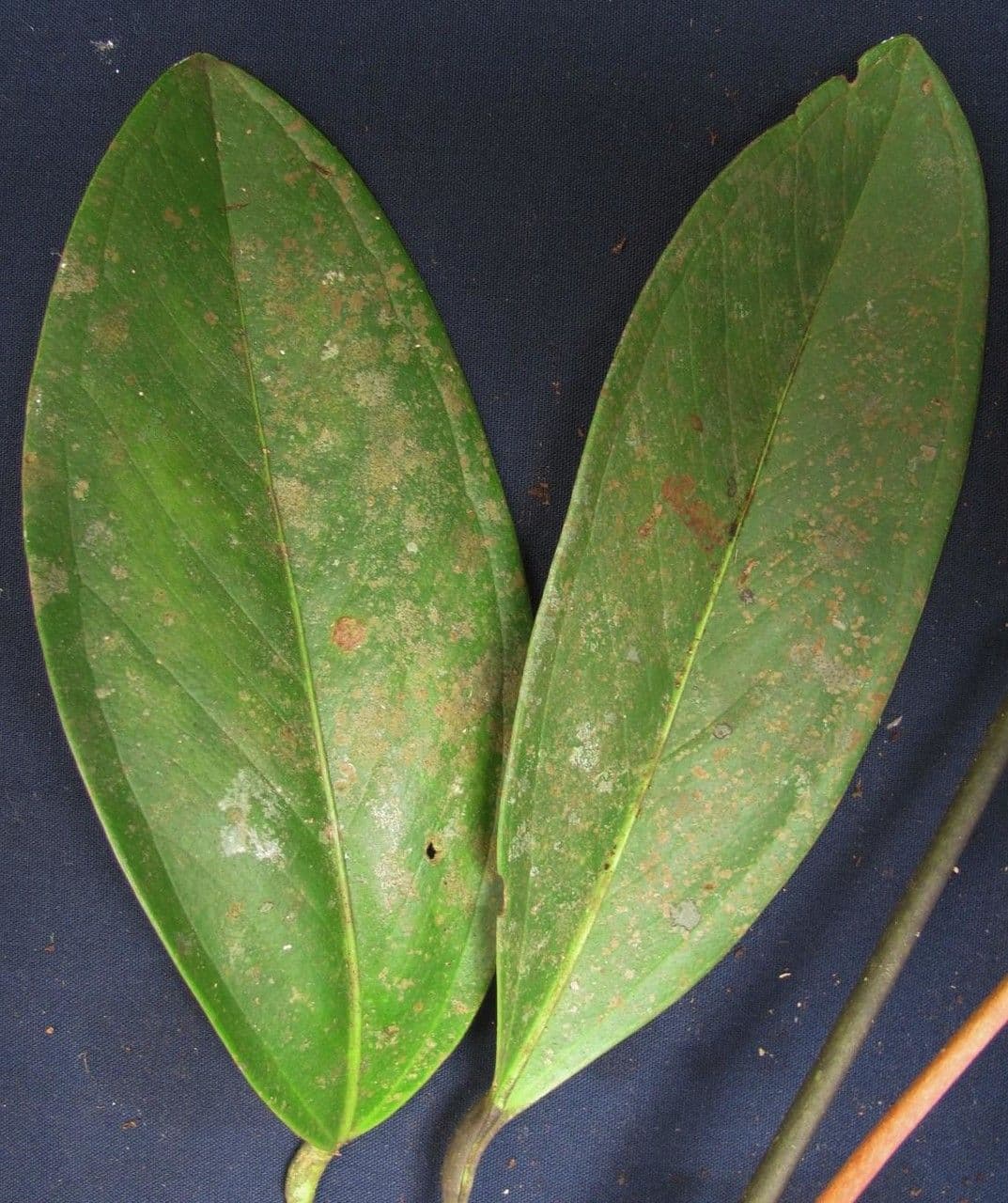 Anturio 5