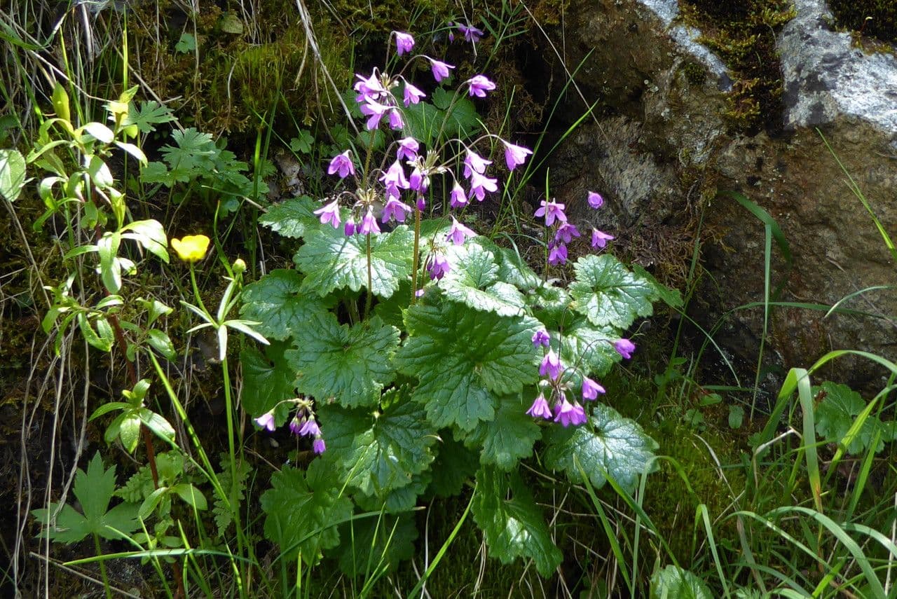 Matthiolis Primel 3
