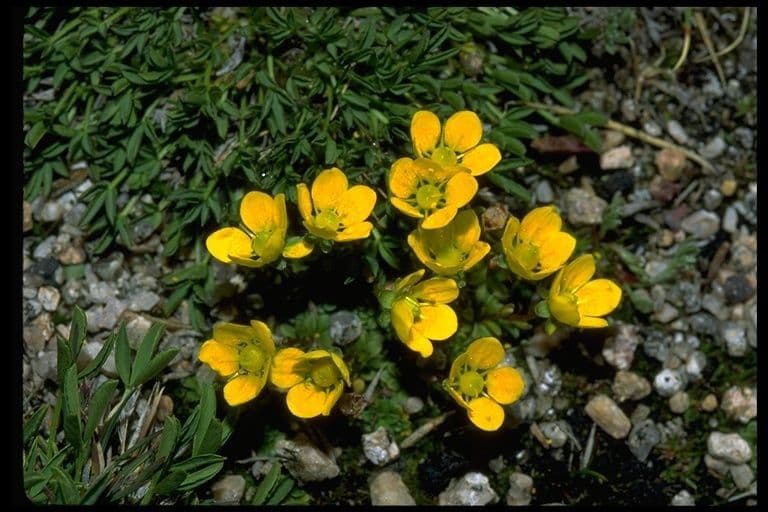 Sassifraga crisanta 3