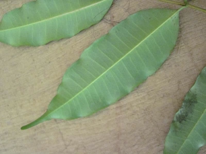 Parahancornia 3