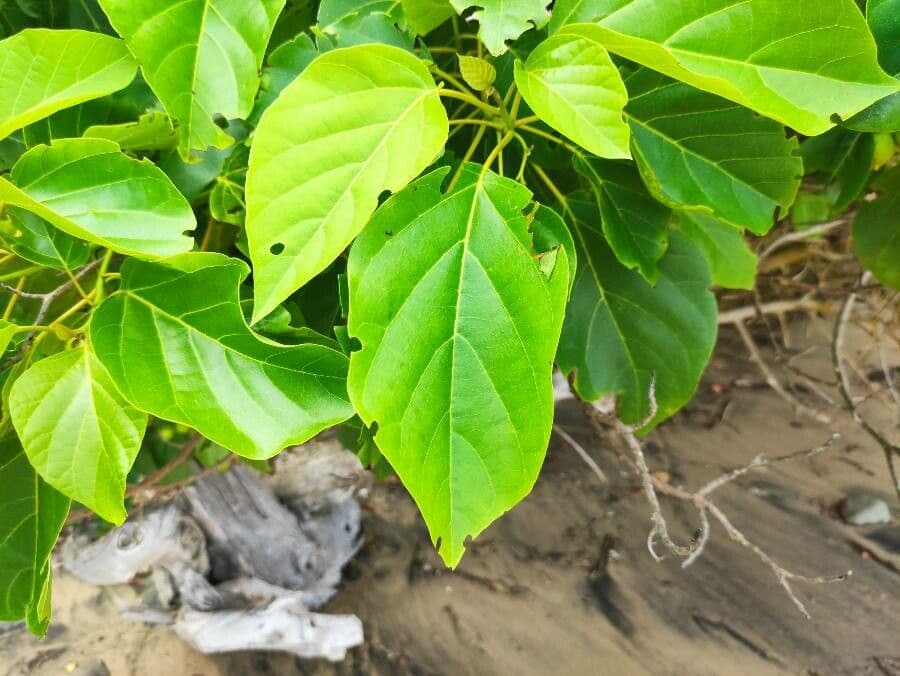 Cordia subcordata 16
