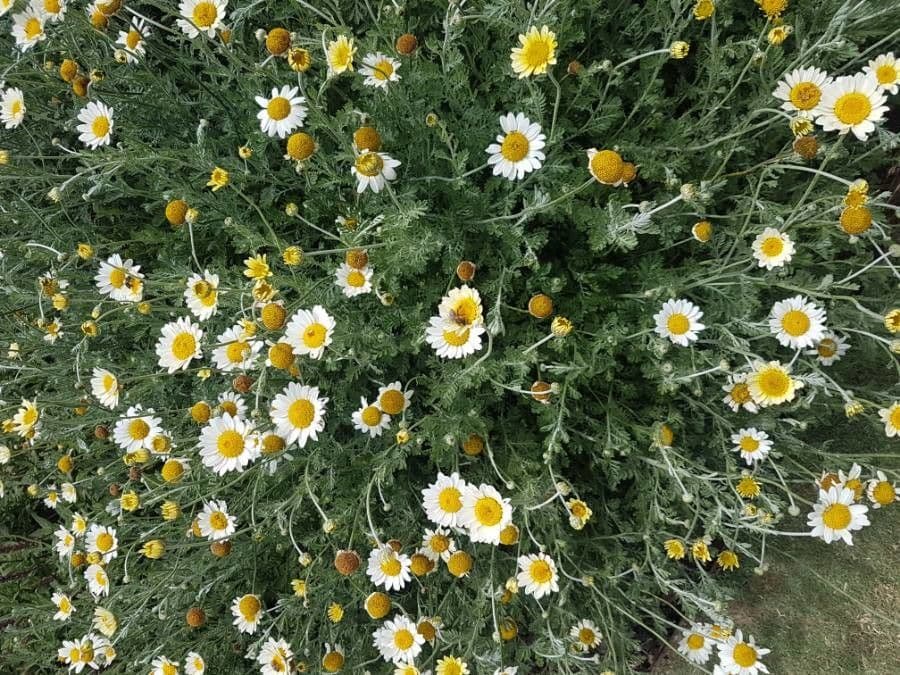Camomilla romana 8