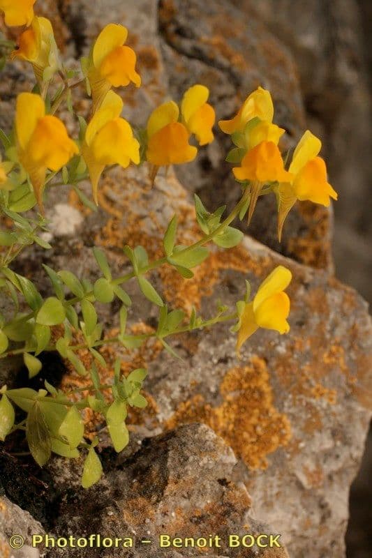 Linaria 8