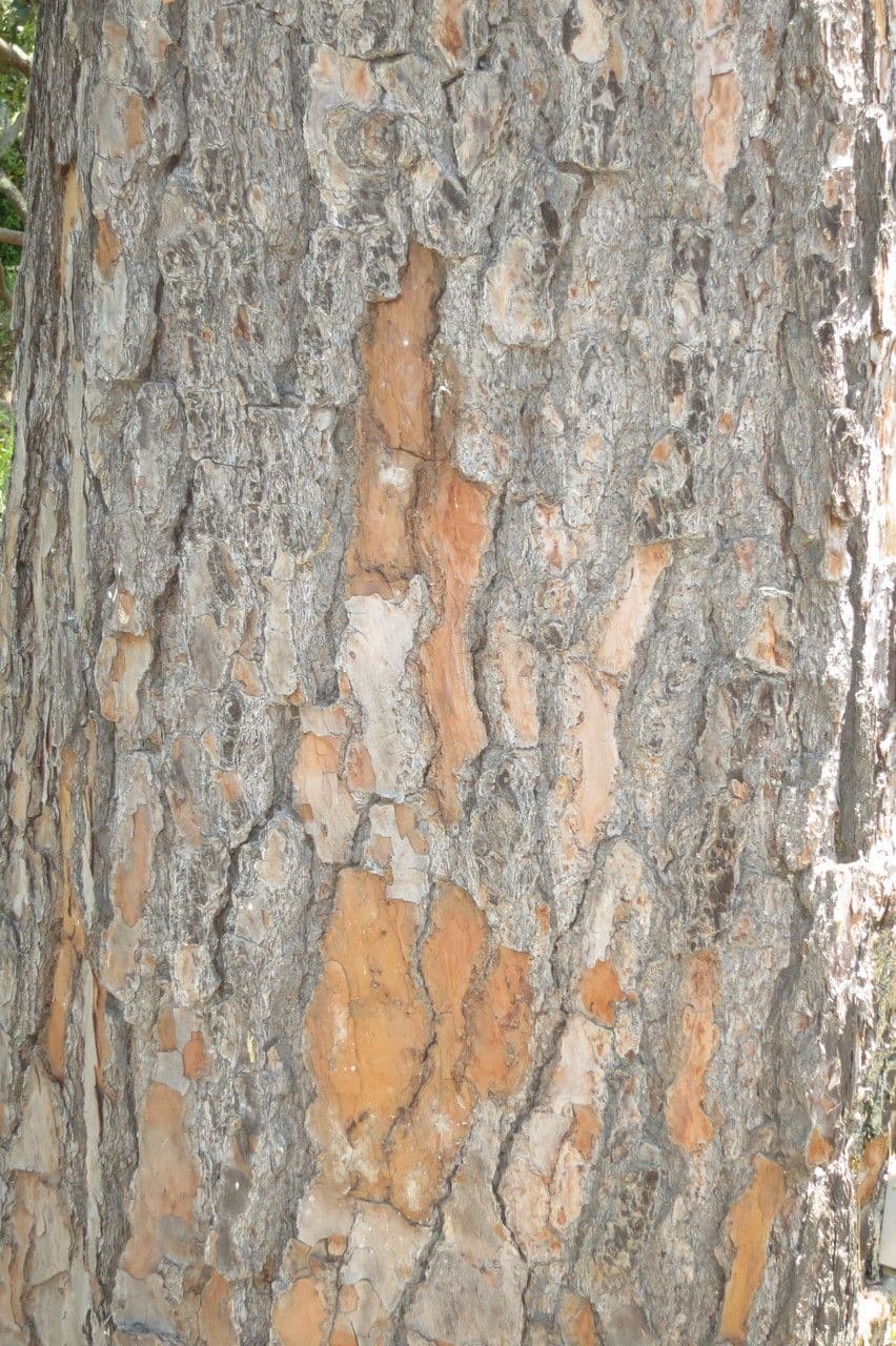 Pino 6