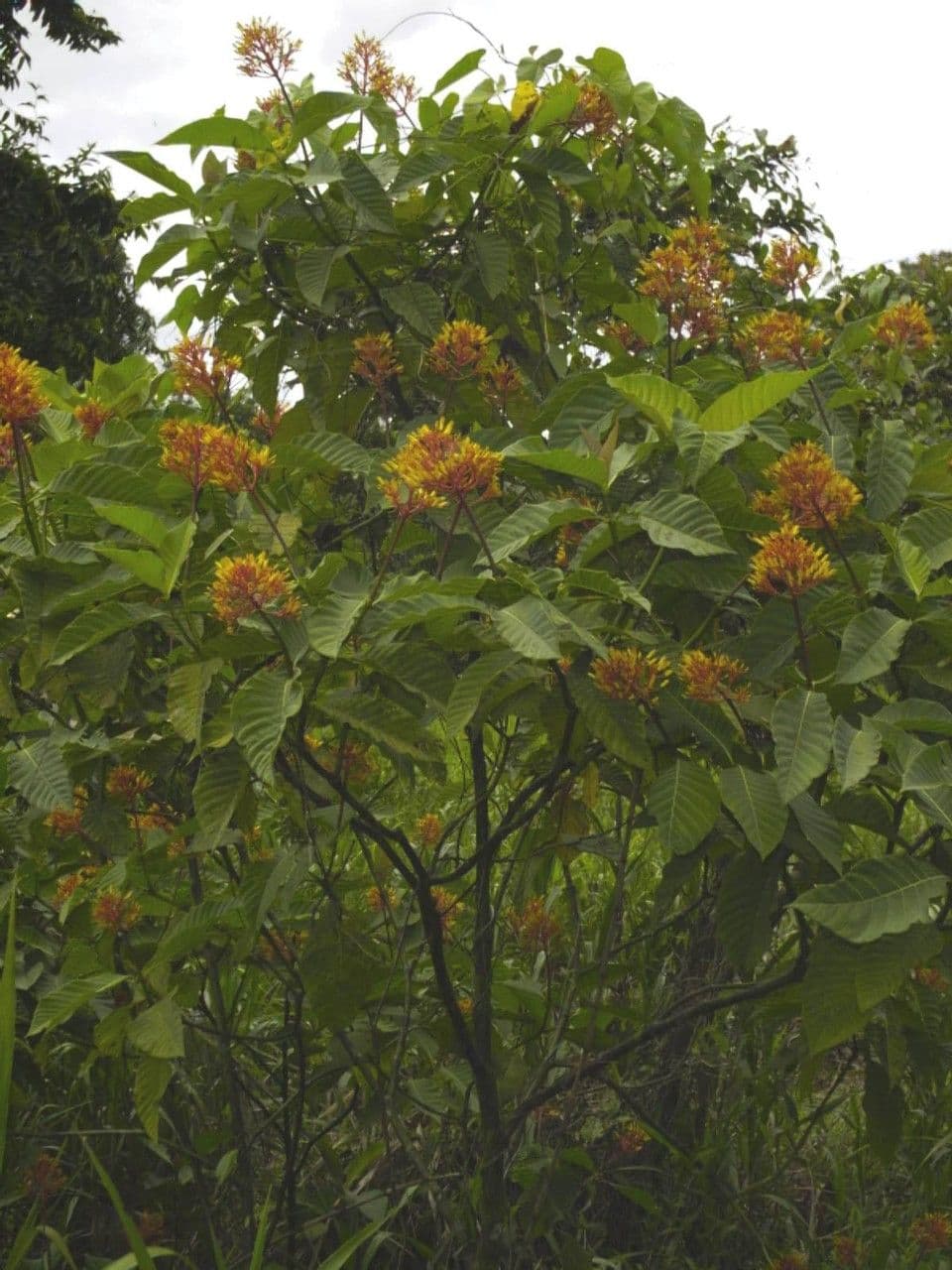 Palikurea 11