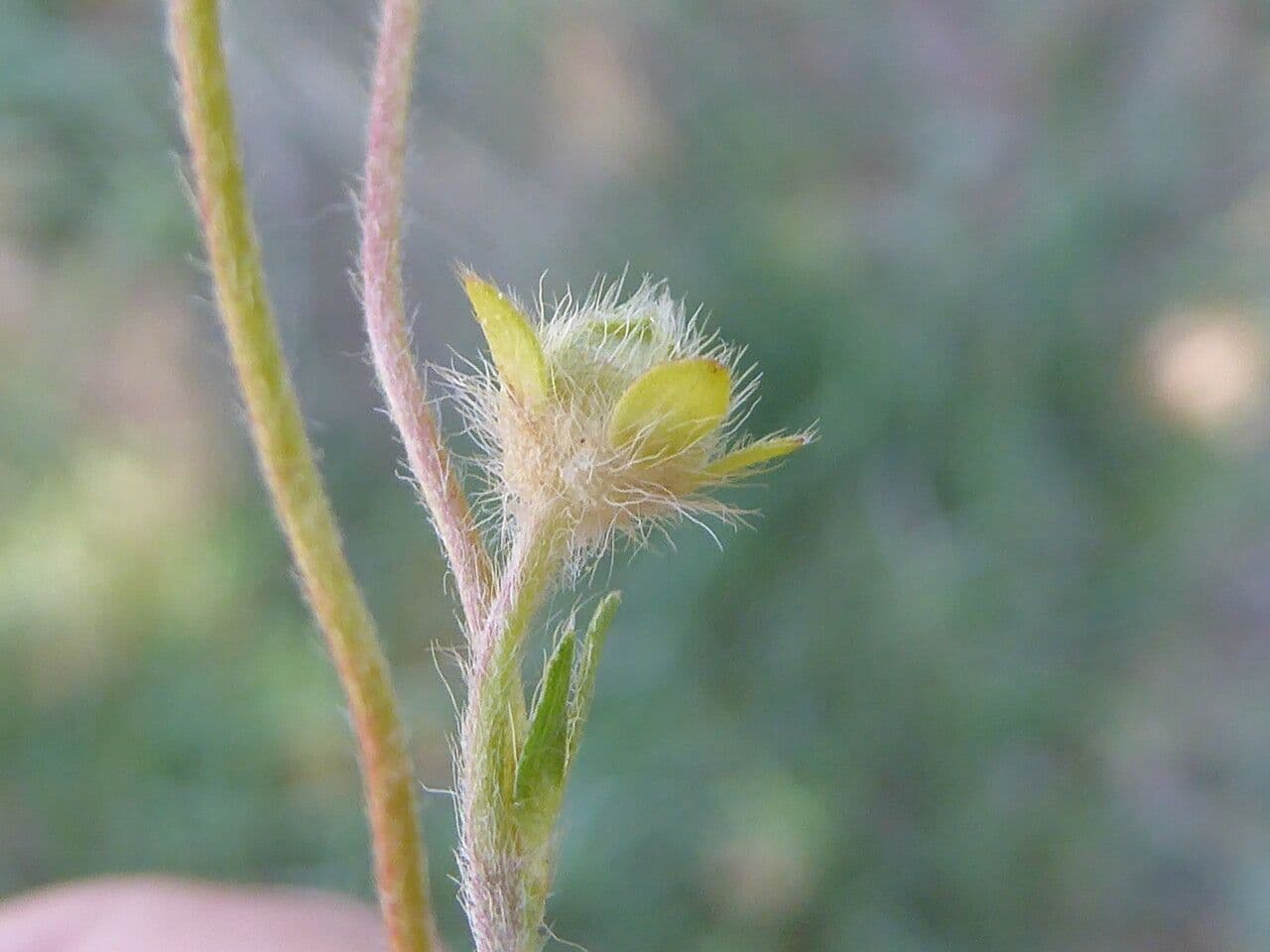 Cincoenrama de primavera 2