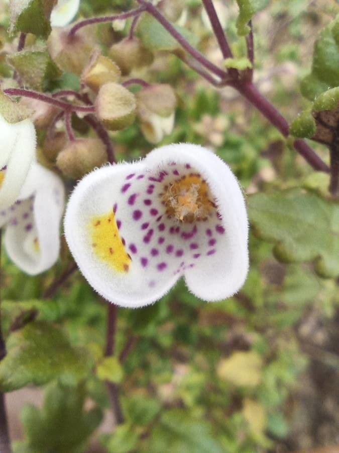 Jovellana viola 3