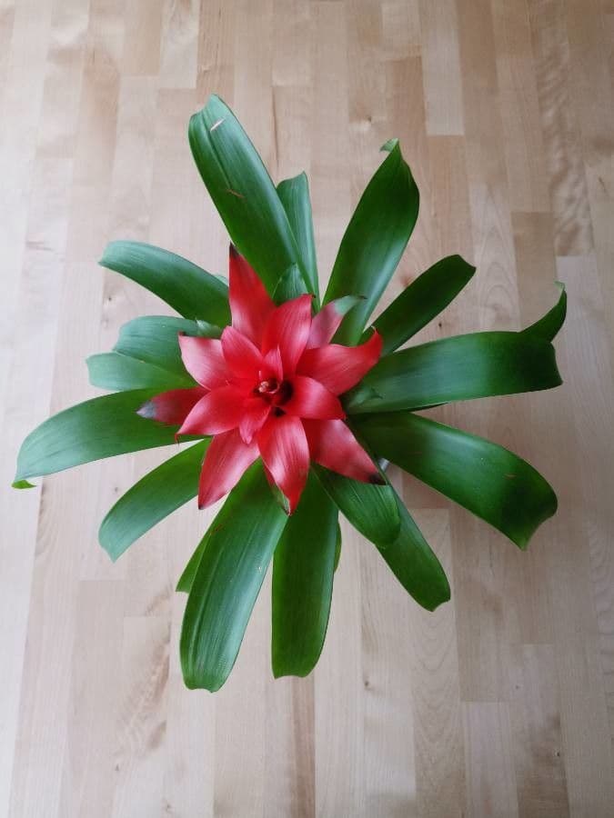 Guzmania lingulata 9