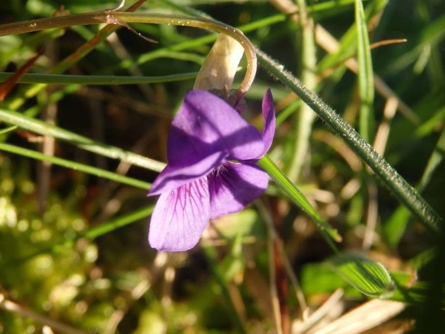 Viola di Rivinus 28