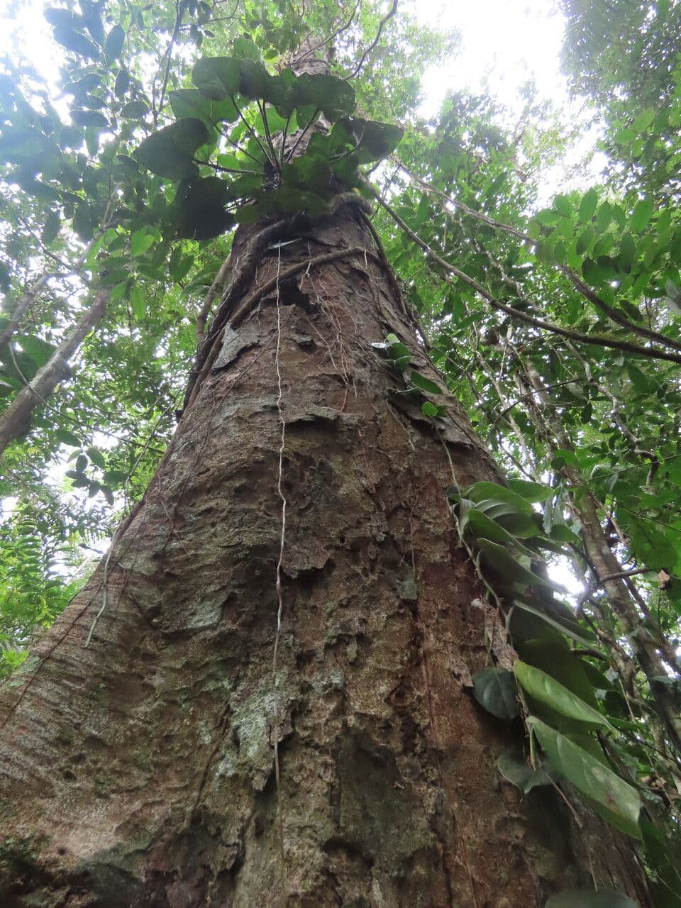 Dialium guianense 6