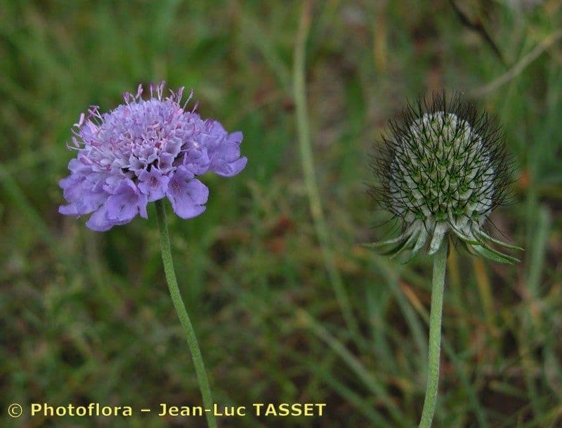 Vedovina lucida 23