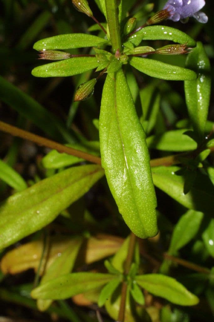 Clinopodio 8