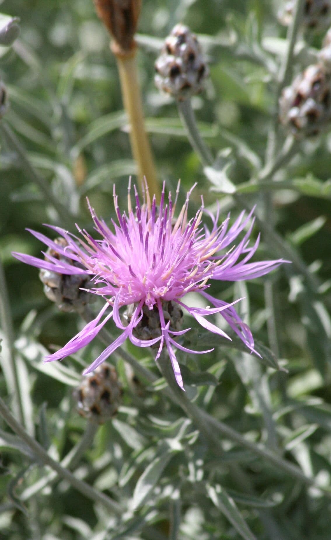 Centaurea
