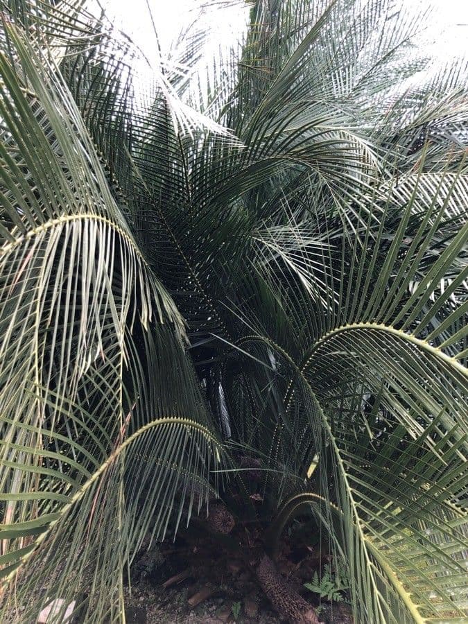 Moore-Zamia 20