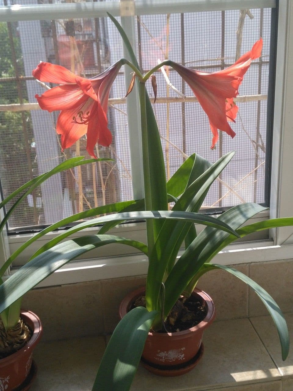 Amarilis 8
