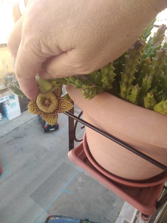 Orbea 2