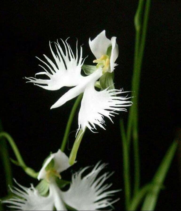 Fringed orchid 3