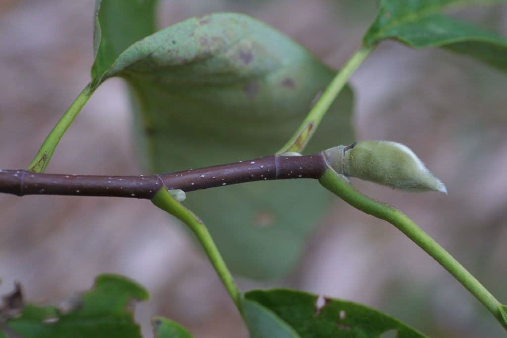 Magnolia acuminata 27