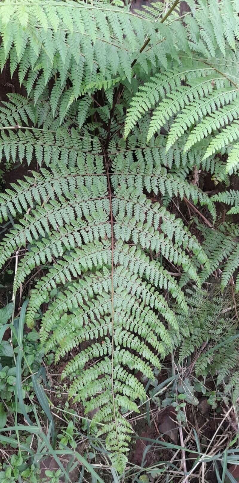 Tropischer Duftfarn 3