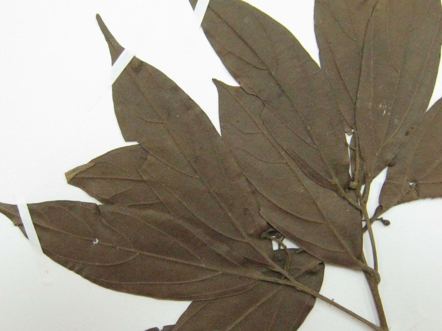 Ocotea 6