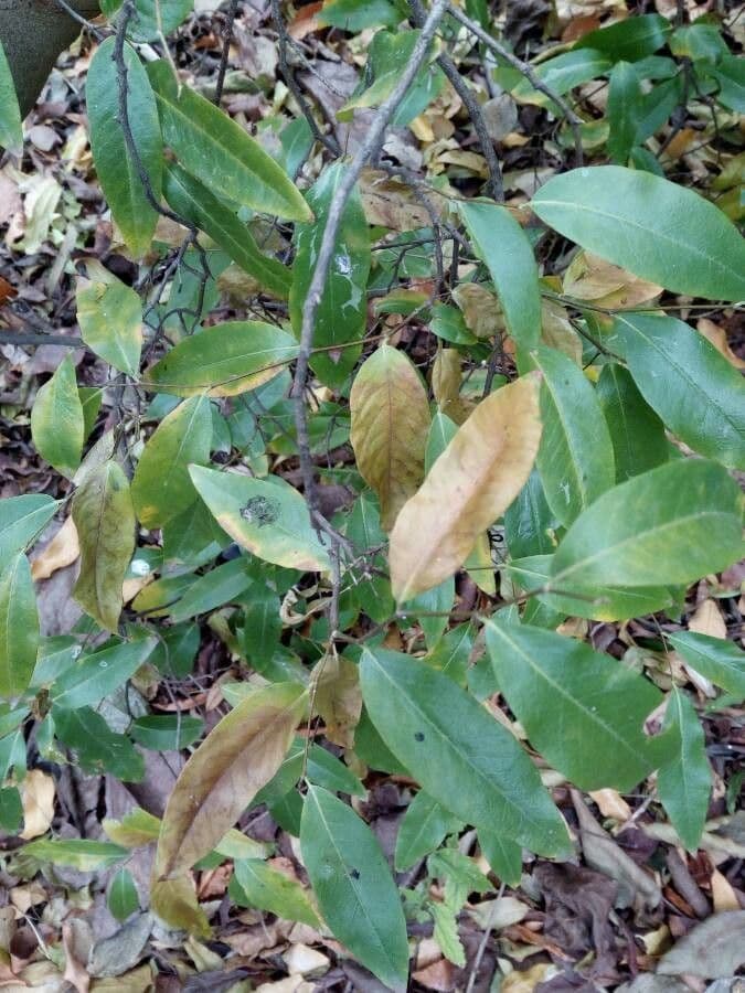 Ruprechtia