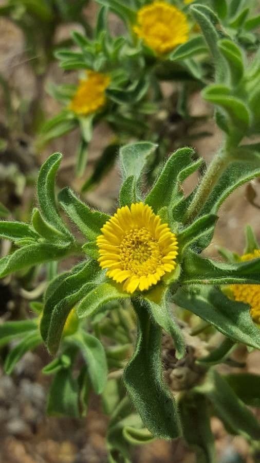 Asteriscus acquatico 5