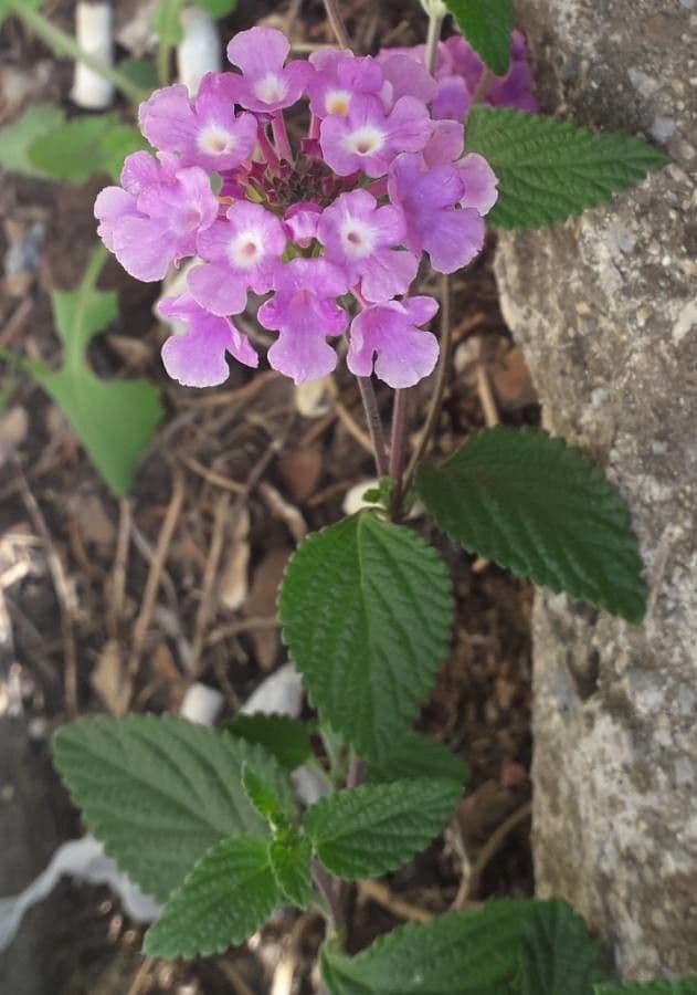 Lantana 4