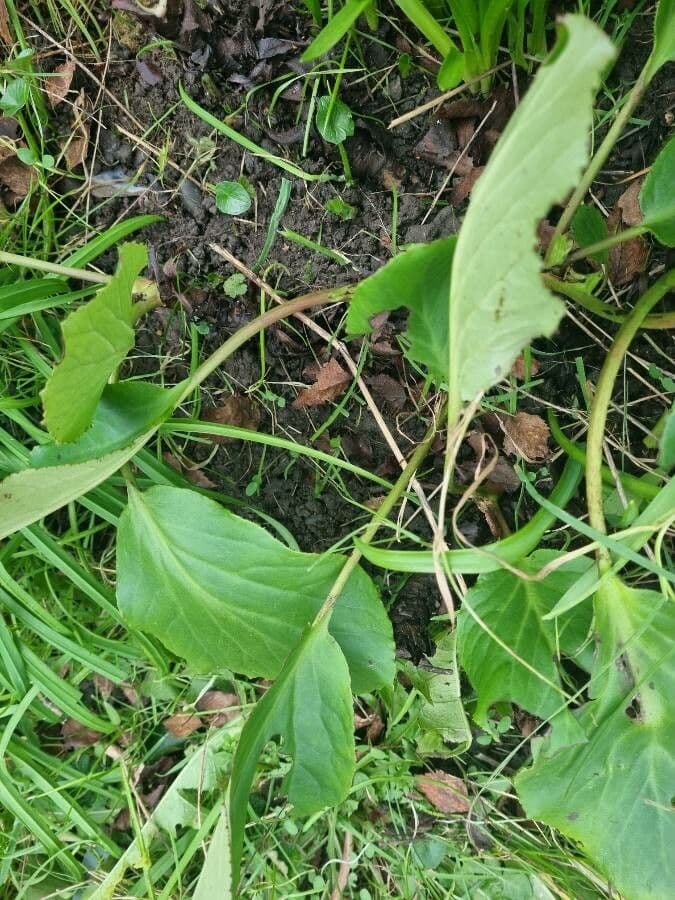 Bergenia cordifolia