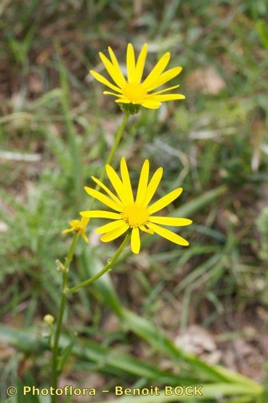 Senecio 5